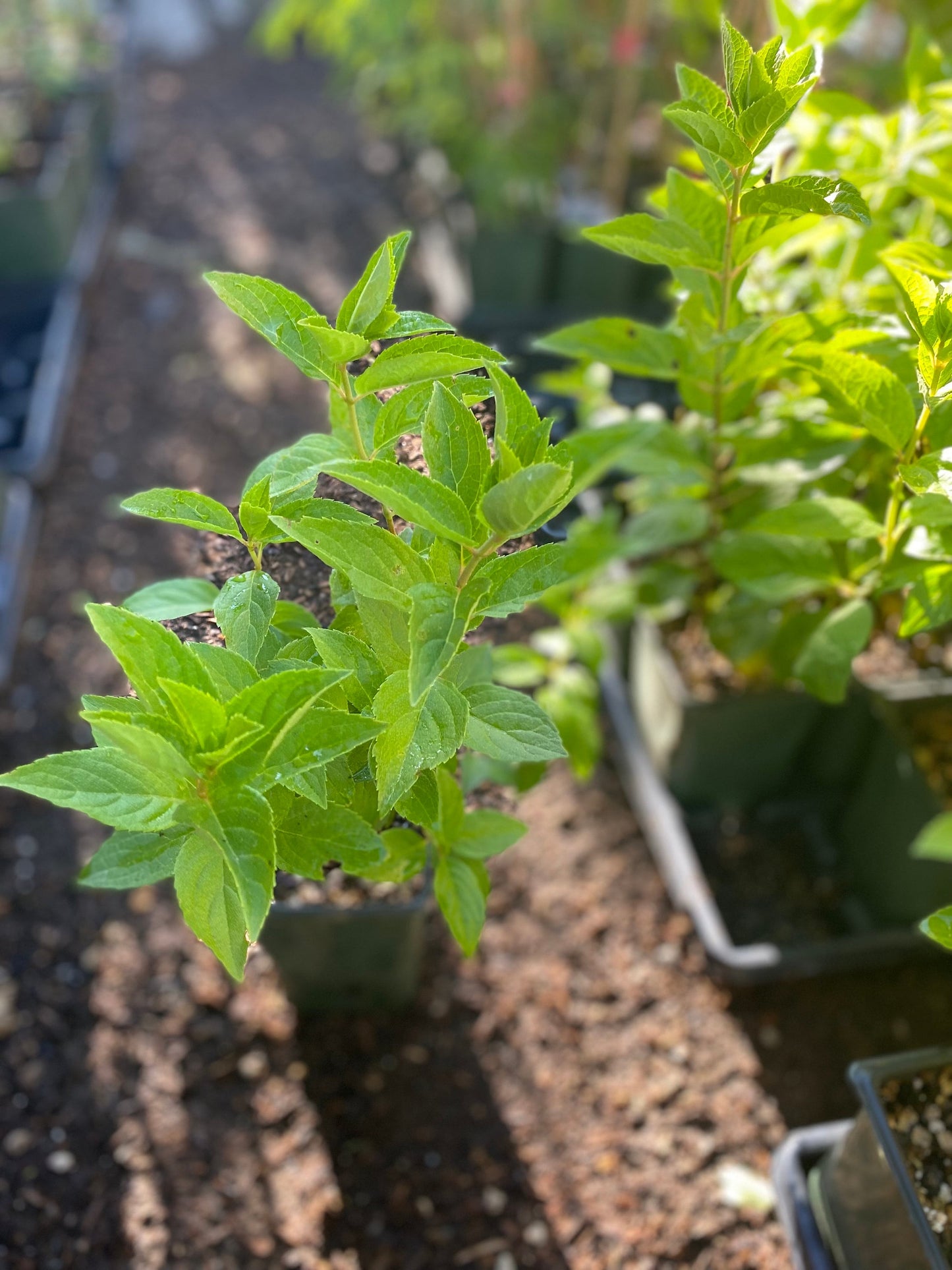 Pee Gee Hydrangea Sapling (Hydrangea paniculata) – Live Plant with White to Pink Blooms