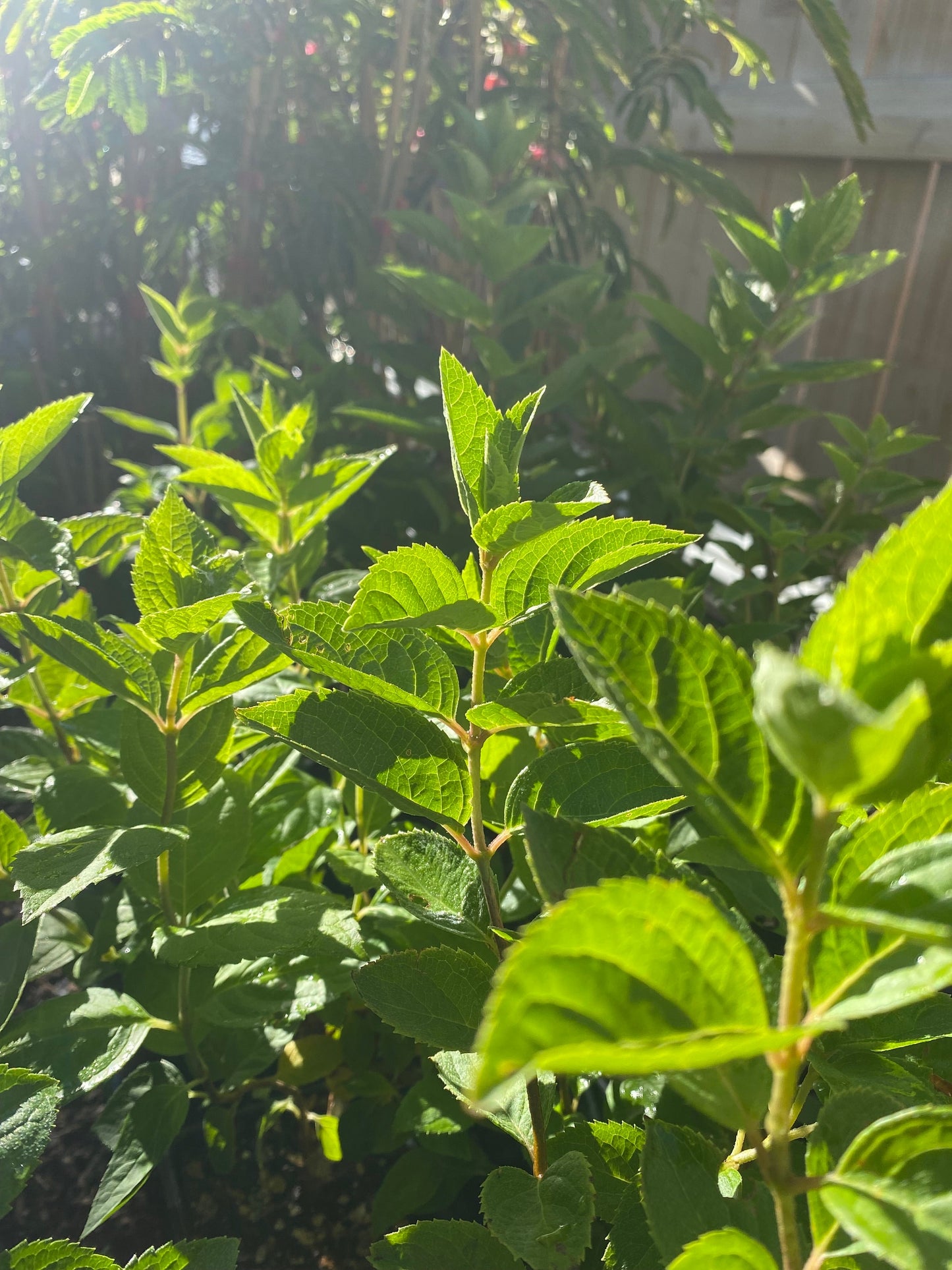 Pee Gee Hydrangea Sapling (Hydrangea paniculata) – Live Plant with White to Pink Blooms