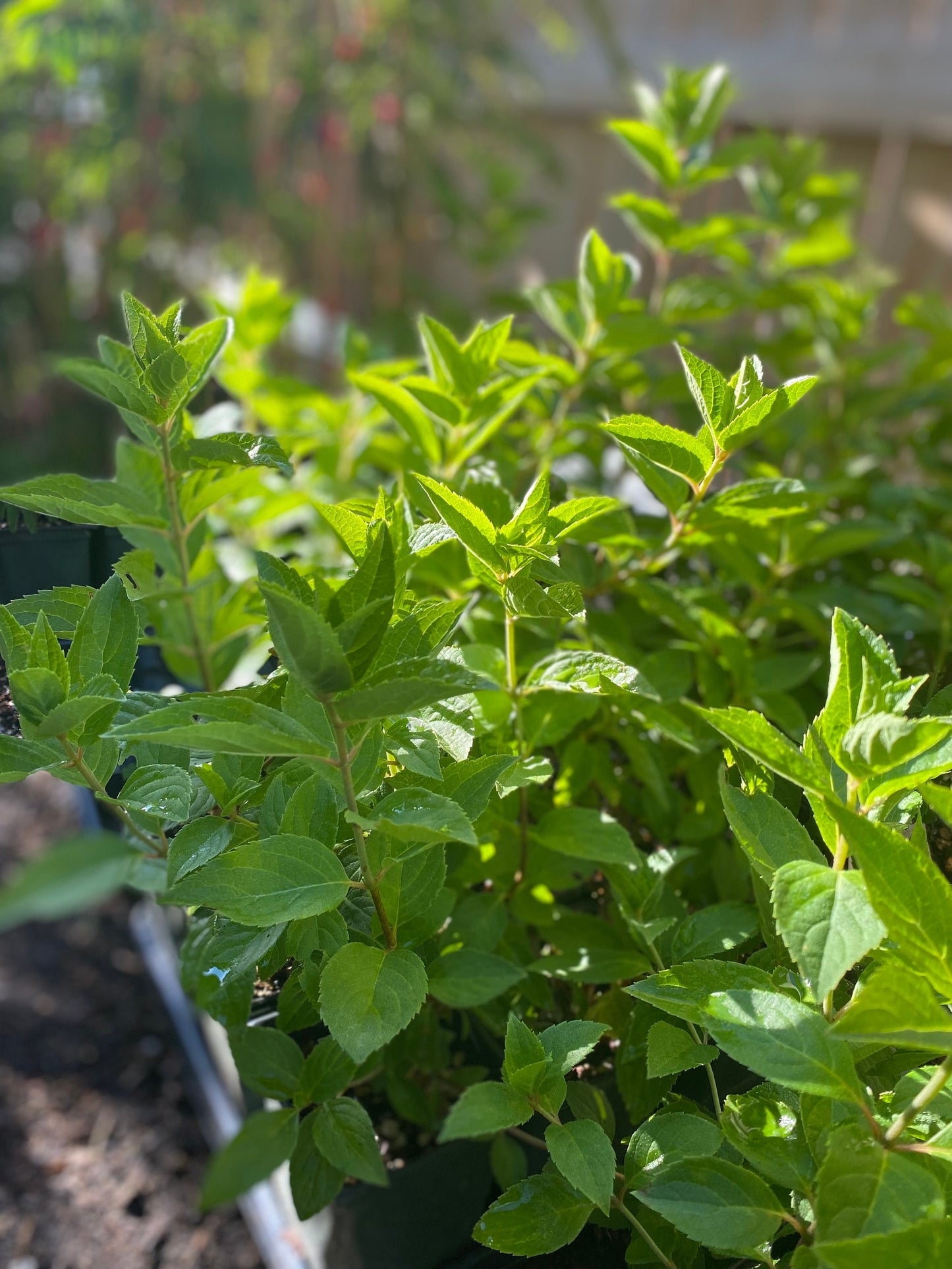 Pee Gee Hydrangea Sapling (Hydrangea paniculata) – Live Plant with White to Pink Blooms