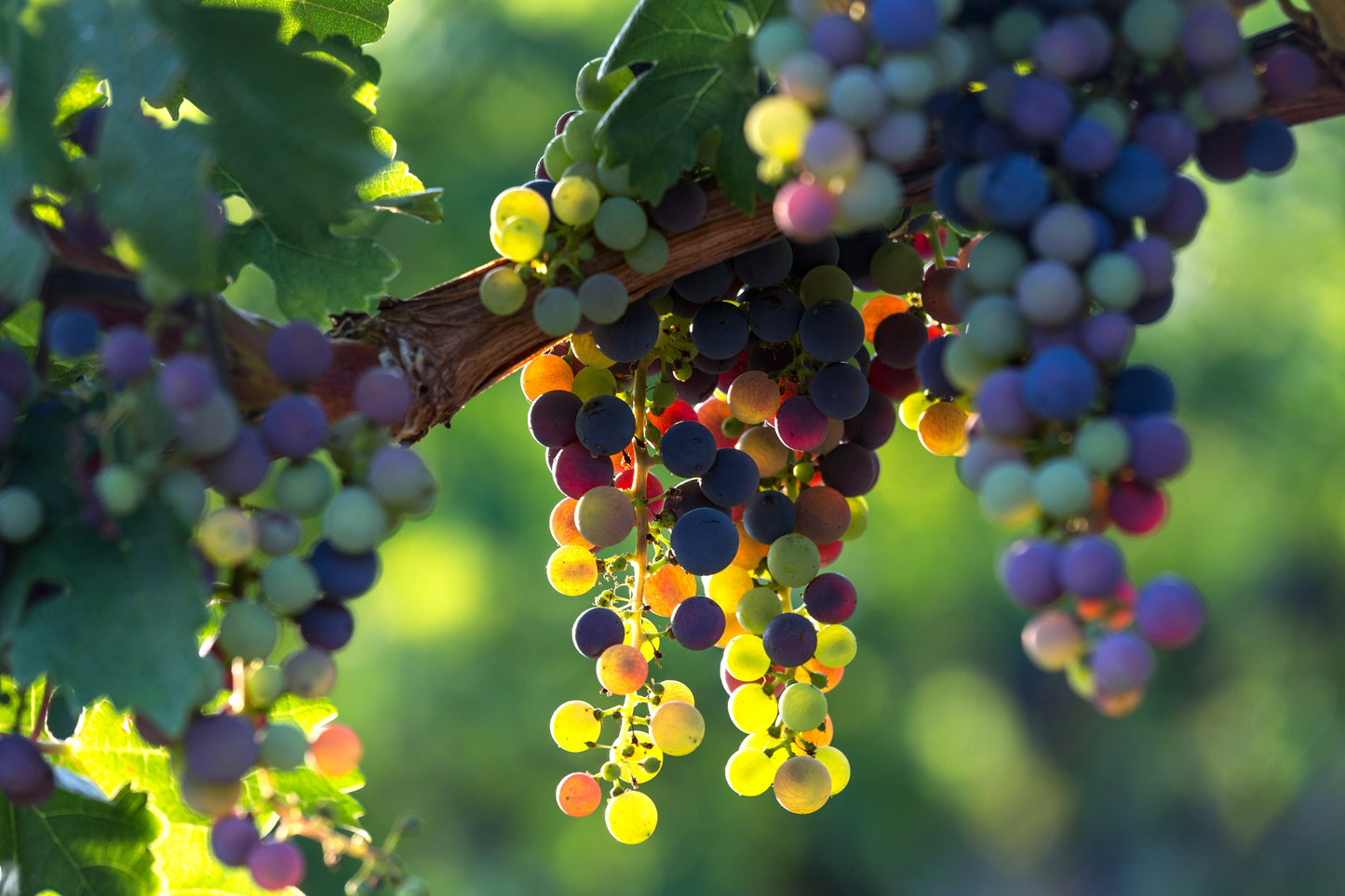 Wild Grapevine (Vitis riparia): Edible Grapes, Privacy Screen Live Plant