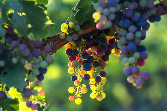 Wild Grapevine (Vitis riparia): Edible Grapes, Privacy Screen Live Plant
