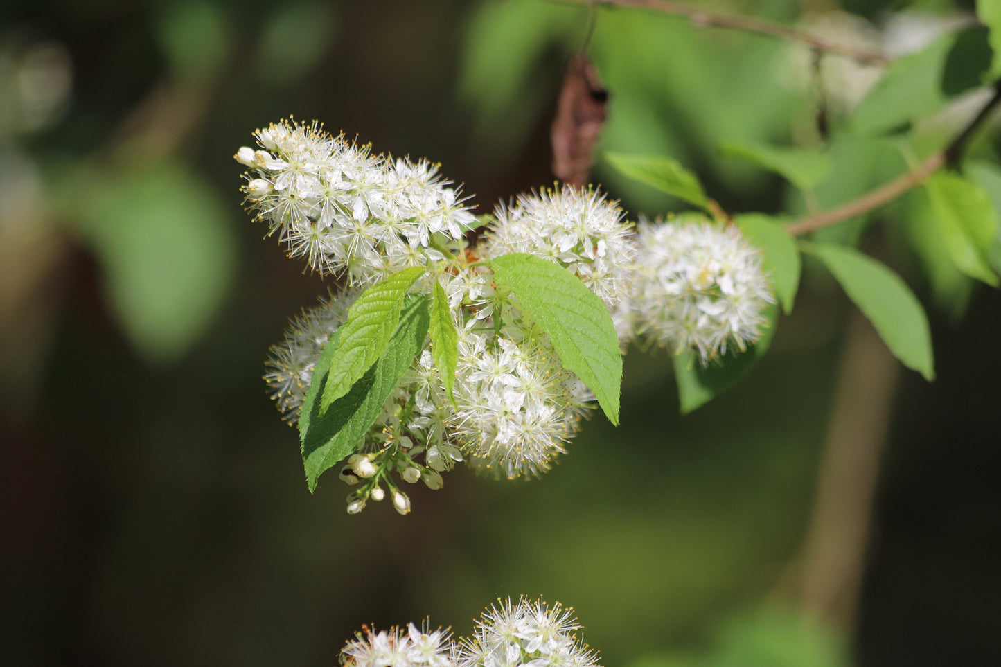 Chokecherry Tree: Prunus virginiana, Bronze Autumn Foliage -- 1 and 2 Gallons