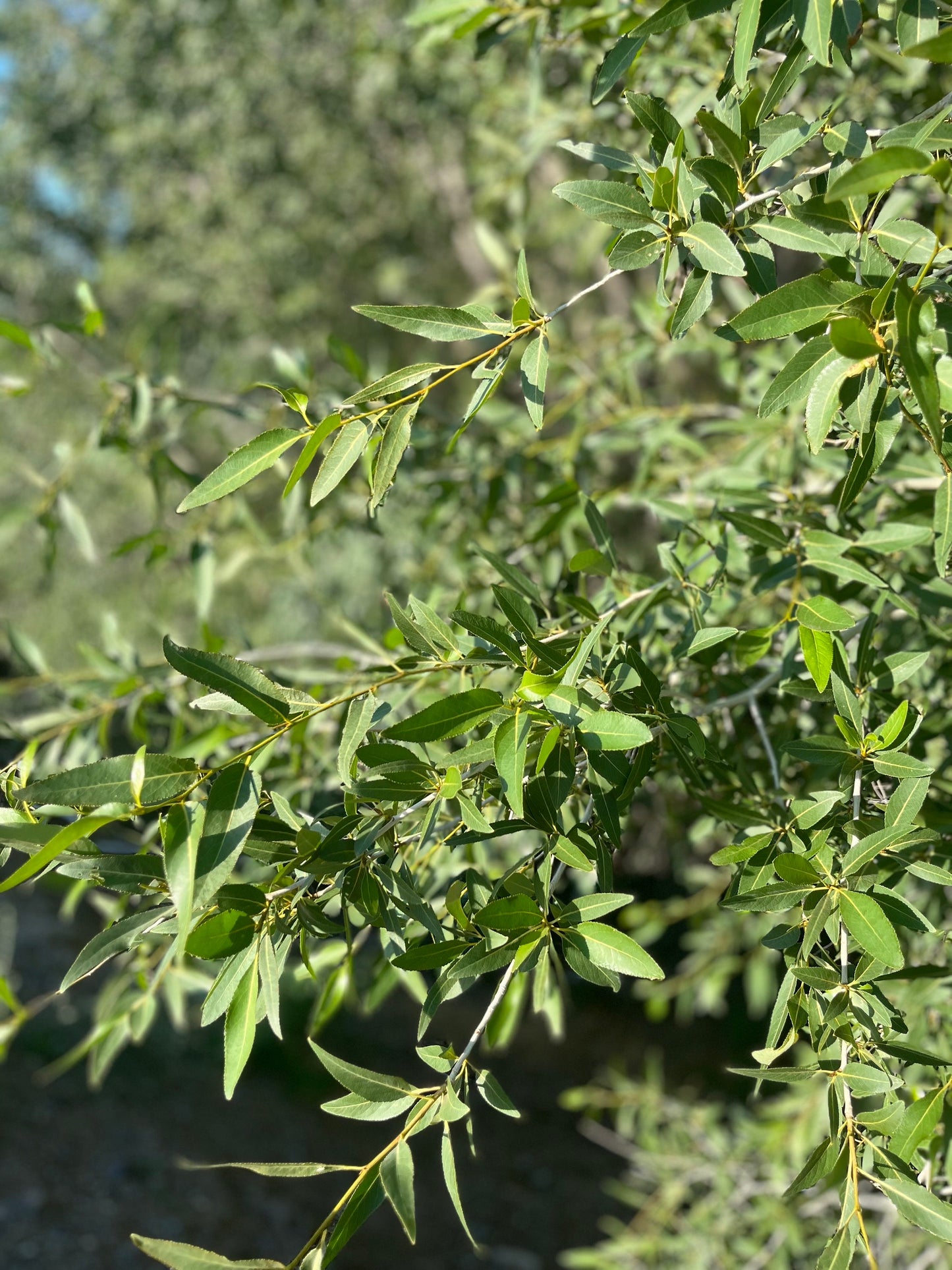 Black Willow (Salix nigra) A True North American Native | Erosion Control & Restoration - 1 Gallon