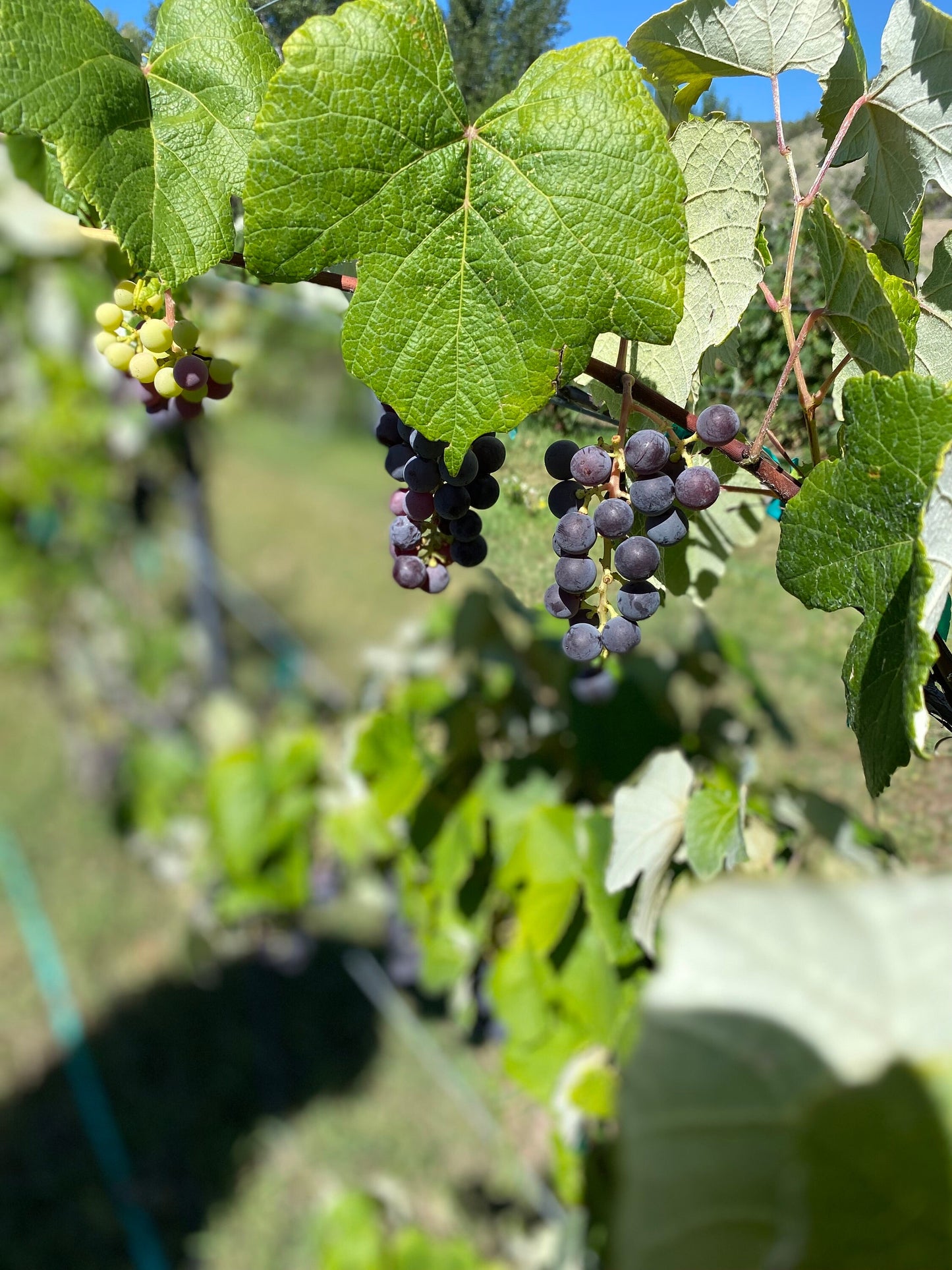 Wild Grapevine (Vitis riparia): Edible Grapes, Privacy Screen Live Plant