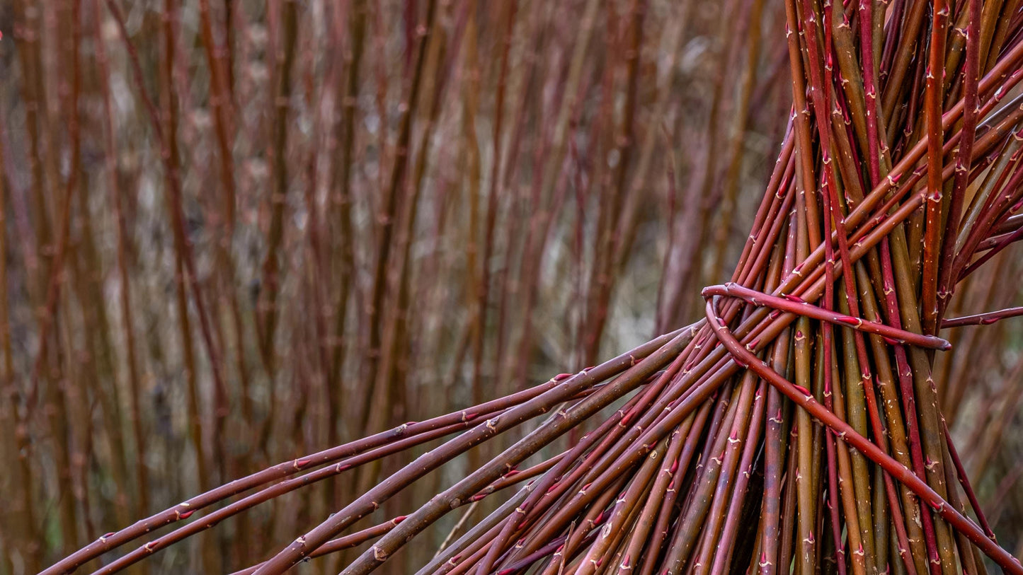 Vermont Red Willow (Salix purpurea) — Basketry Plant with Red Winter Stems