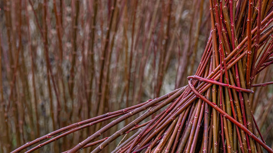 Vermont Red Willow (Salix purpurea) — Basketry Plant with Red Winter Stems