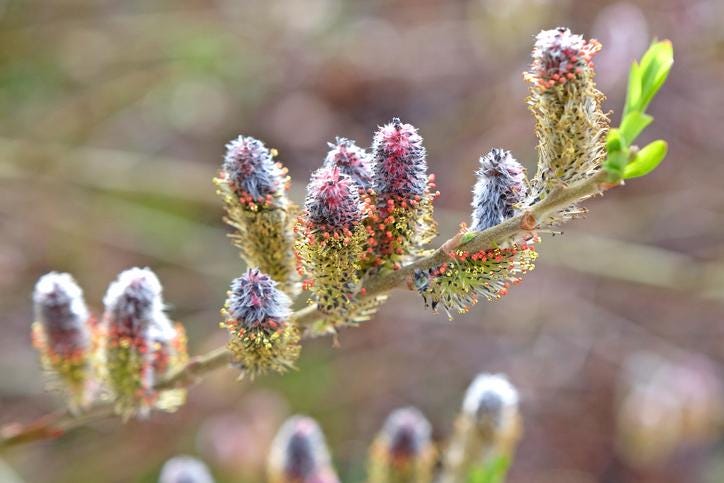 Rose-Gold Pussy Willow Live Plant — Salix gracilistyla Rooted, 1 Gallon
