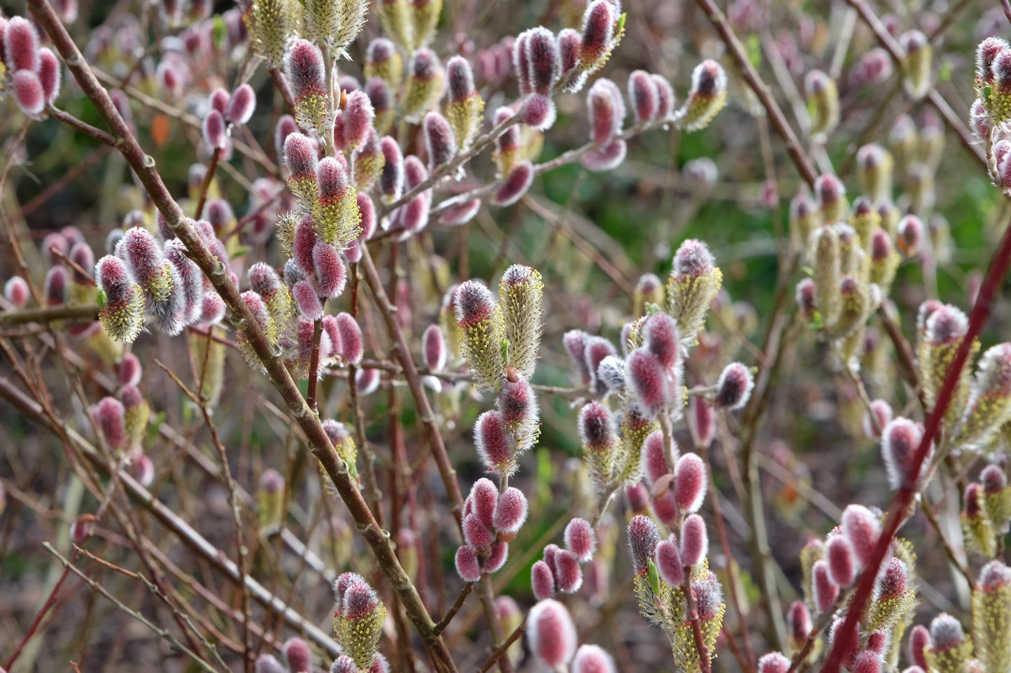 Rose-Gold Pussy Willow Live Plant — Salix gracilistyla Rooted, 1 Gallon
