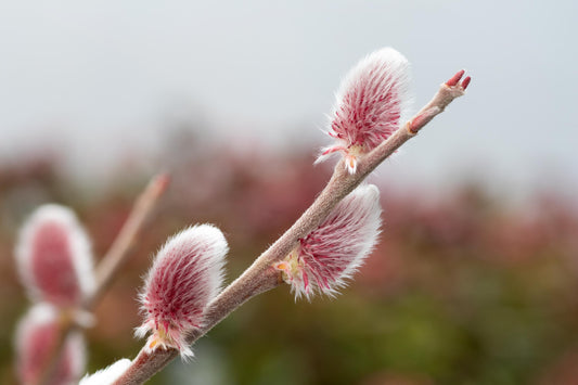 Pink Pussy Willow Live Plant — Salix gracilistyla Mt. Aso Rooted