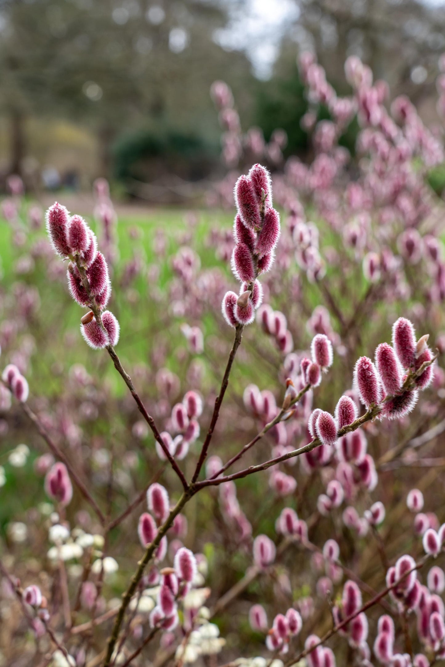 Pink Pussy Willow Live Plant — Salix gracilistyla Mt. Aso Rooted
