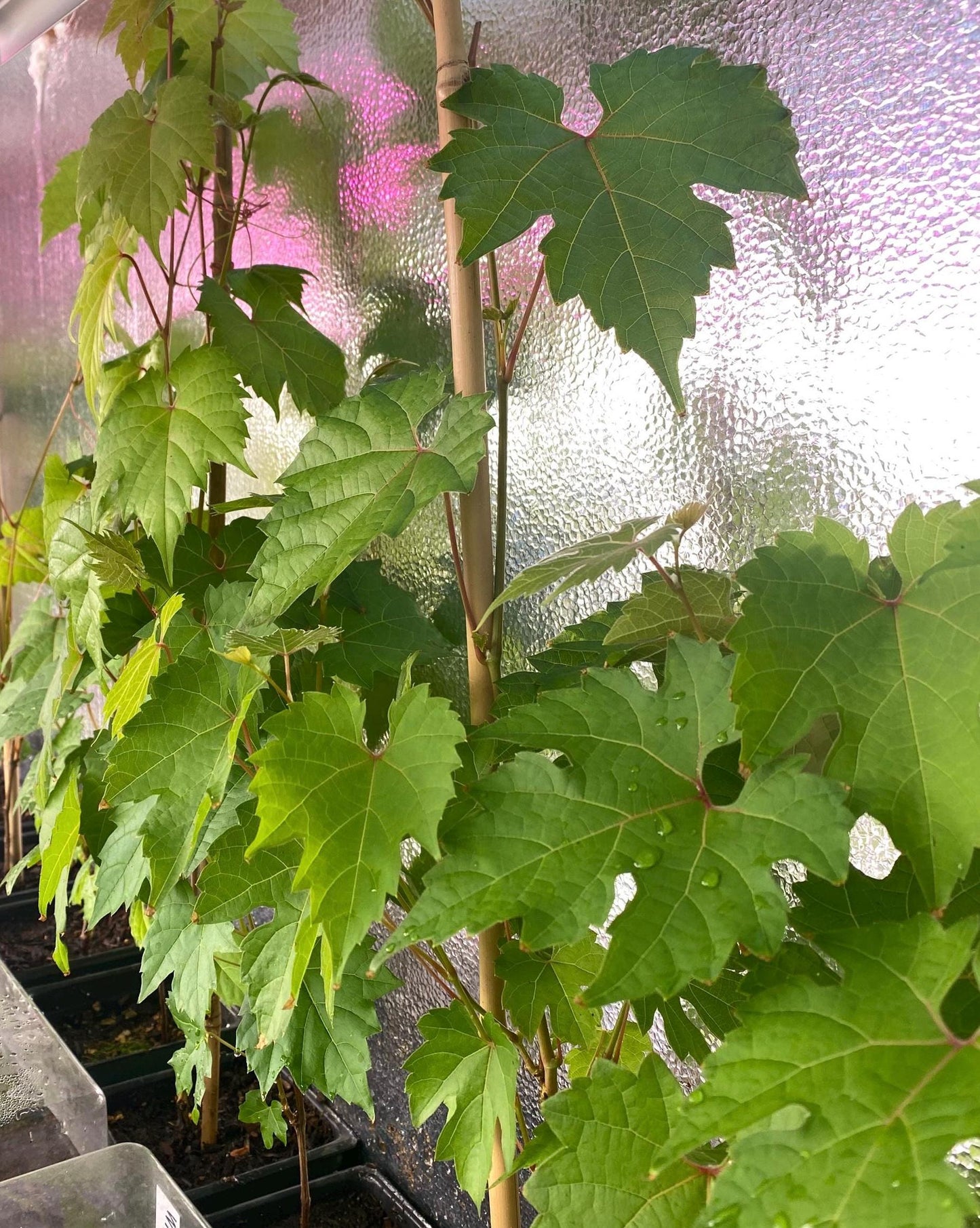 Wild Grapevine (Vitis riparia): Edible Grapes, Privacy Screen Live Plant