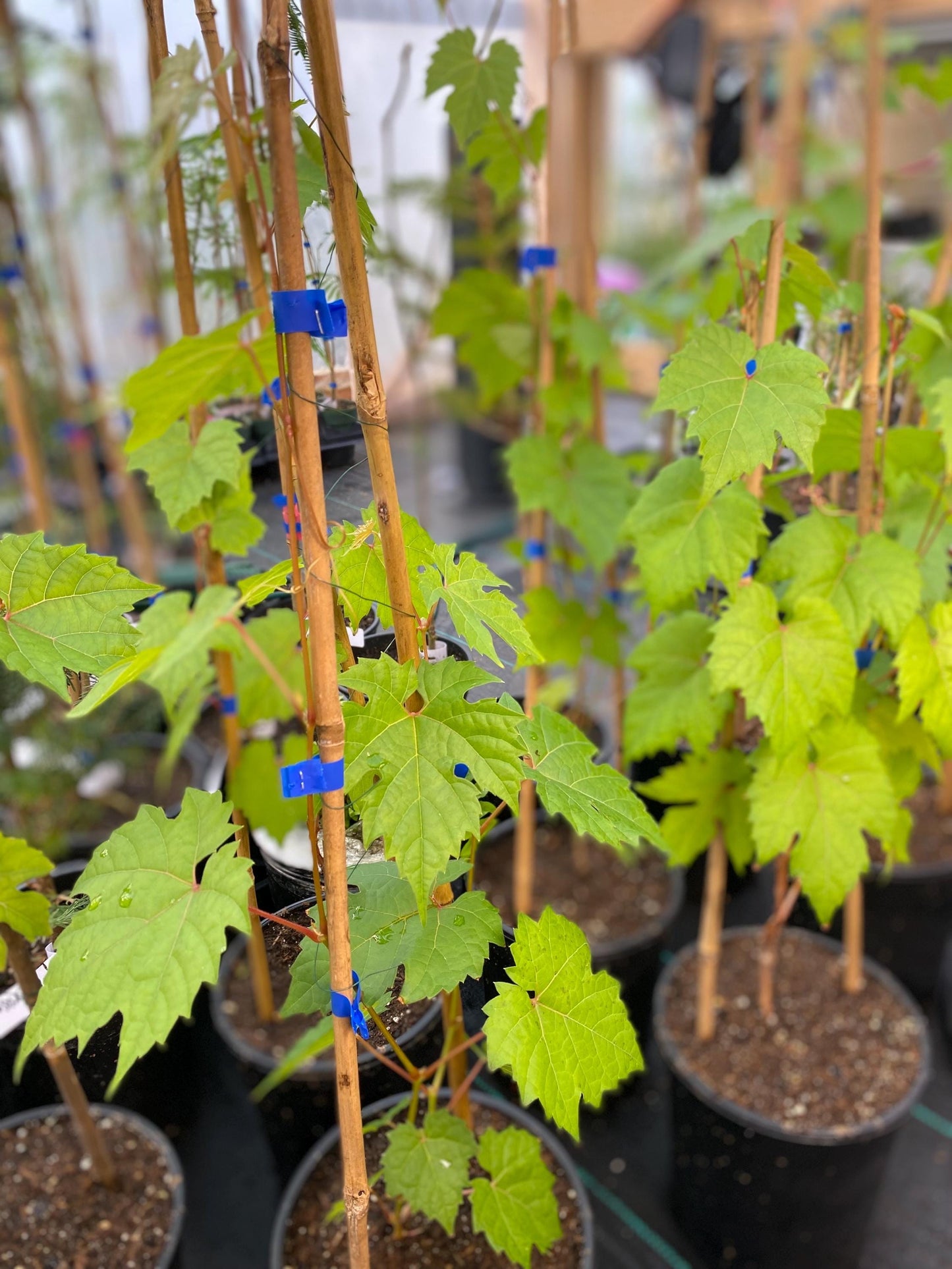 Wild Grapevine (Vitis riparia): Edible Grapes, Privacy Screen Live Plant