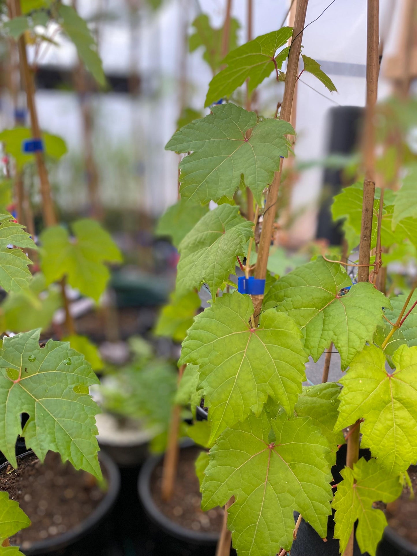 Wild Grapevine (Vitis riparia): Edible Grapes, Privacy Screen Live Plant