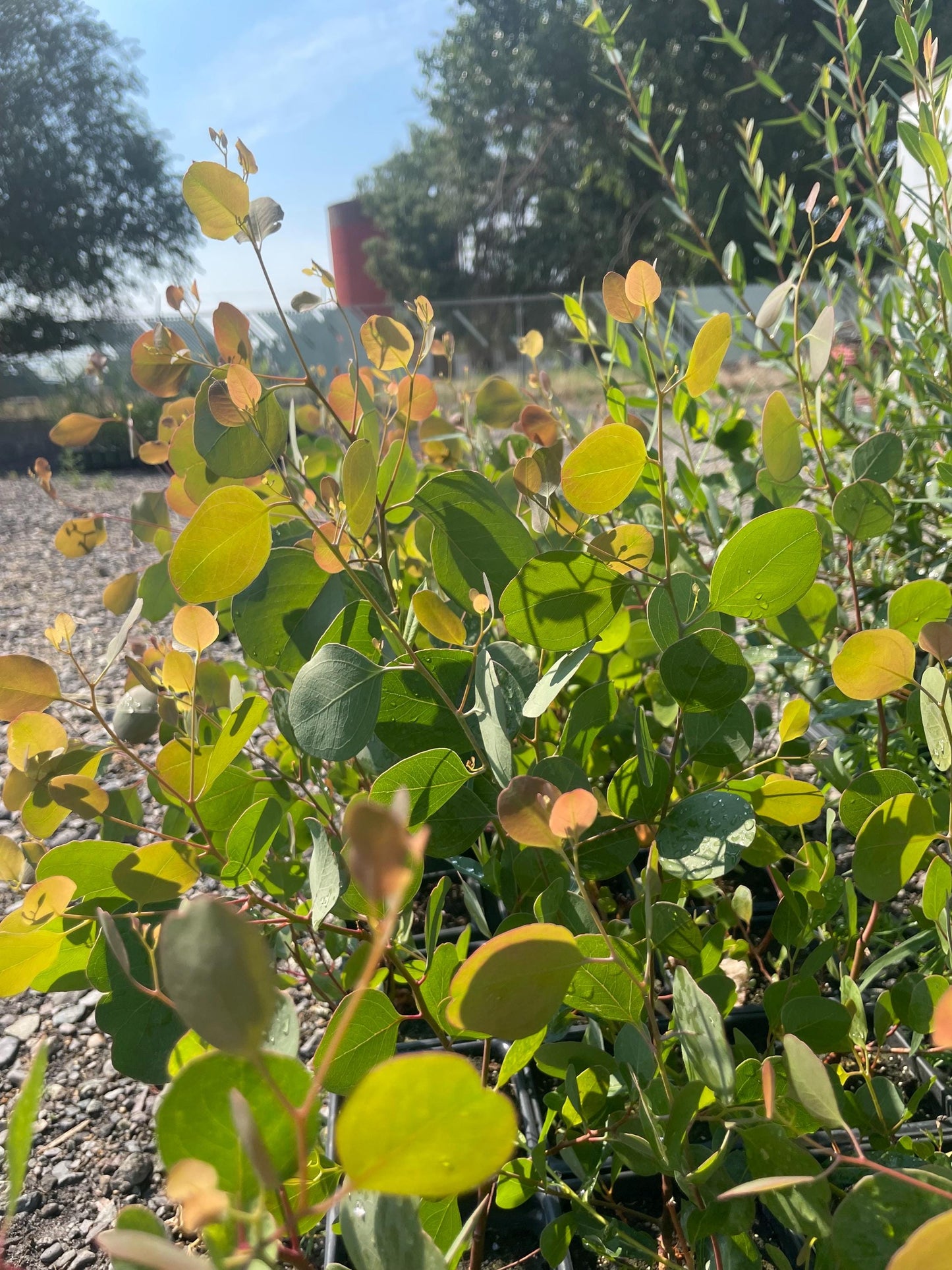 Silver Plate Eucalyptus (Eucalyptus polyanthemos) | Round Silvery Foliage — 2 Gallon Established