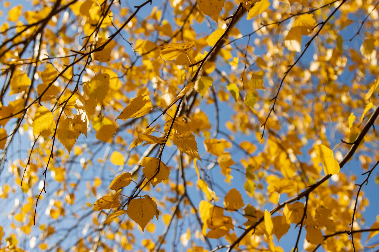 Yellow Birch (Betula alleghaniensis) – Live Native Tree | Aromatic Bark & Golden Fall Color