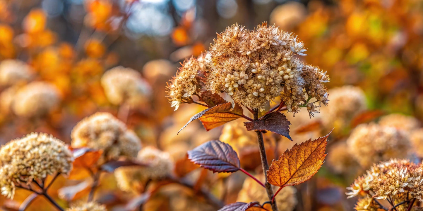 Common Ninebark Native Shrub Physocarpus opulifolius Cold Hardy Hedge Plant