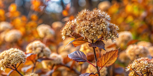 Common Ninebark Native Shrub Physocarpus opulifolius Cold Hardy Hedge Plant