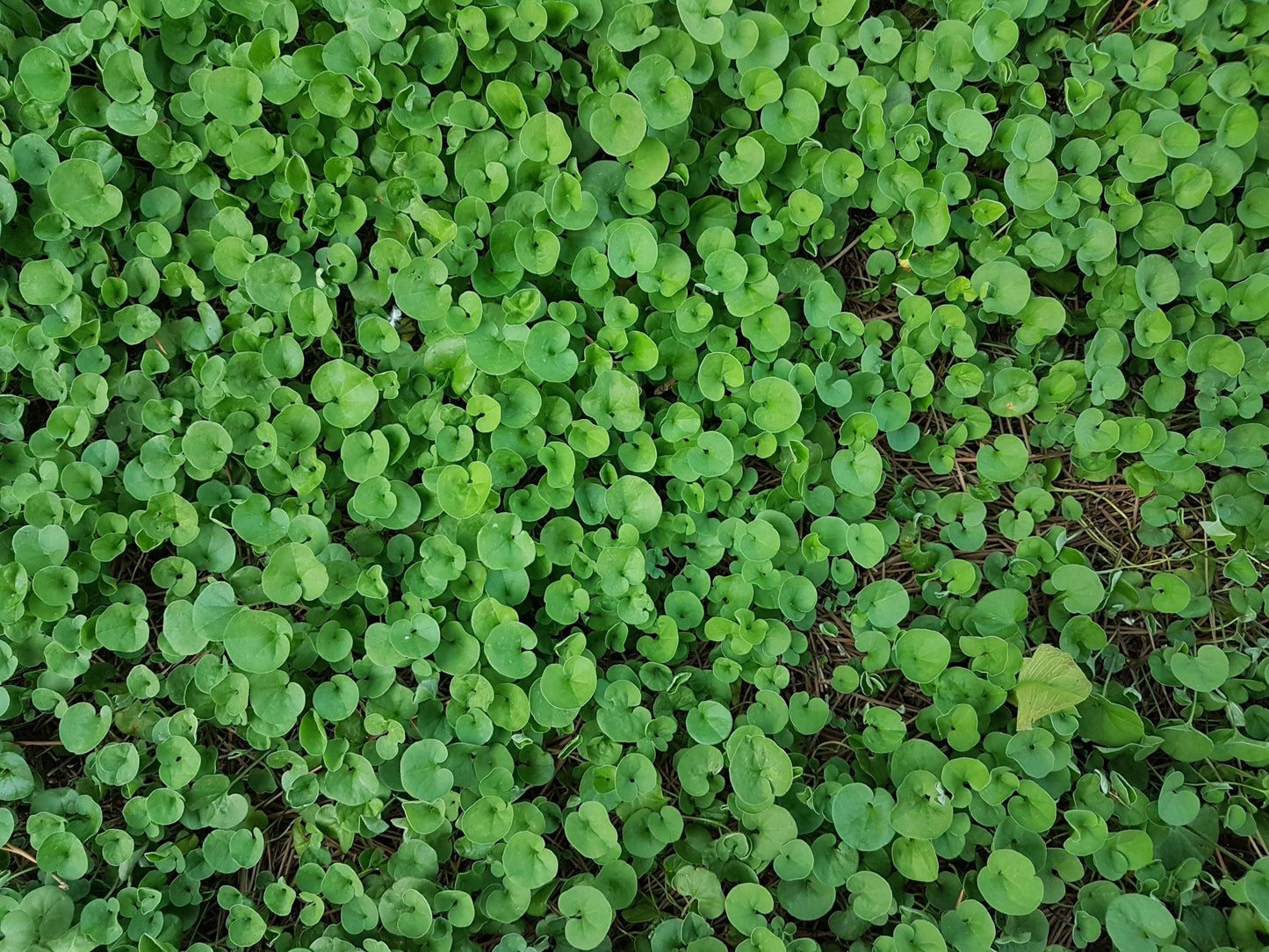 Emerald Falls Dichondra — 18-Cell Flat of Live Groundcover Plants | Trailing Container Foliage | BULK Bundles