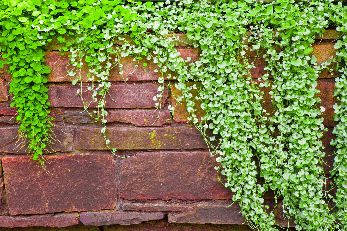 Emerald Falls Dichondra — 18-Cell Flat of Live Groundcover Plants | Trailing Container Foliage | BULK Bundles