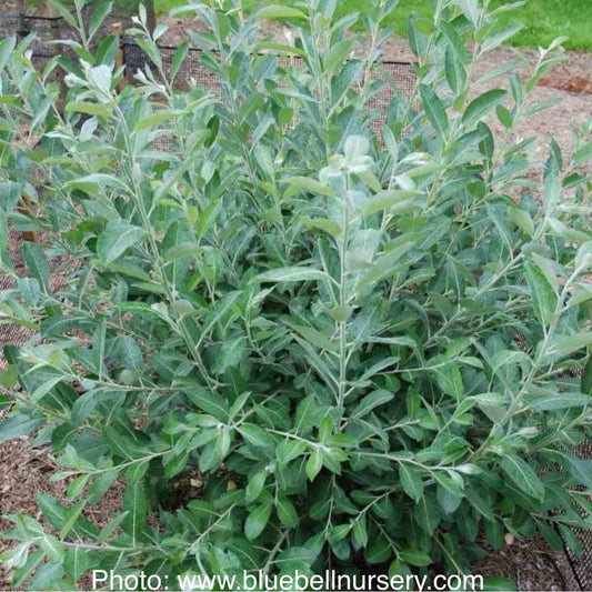 Salix hookeriana Coastal Willow – Native Wetland Plant for Erosion Control & Restoration