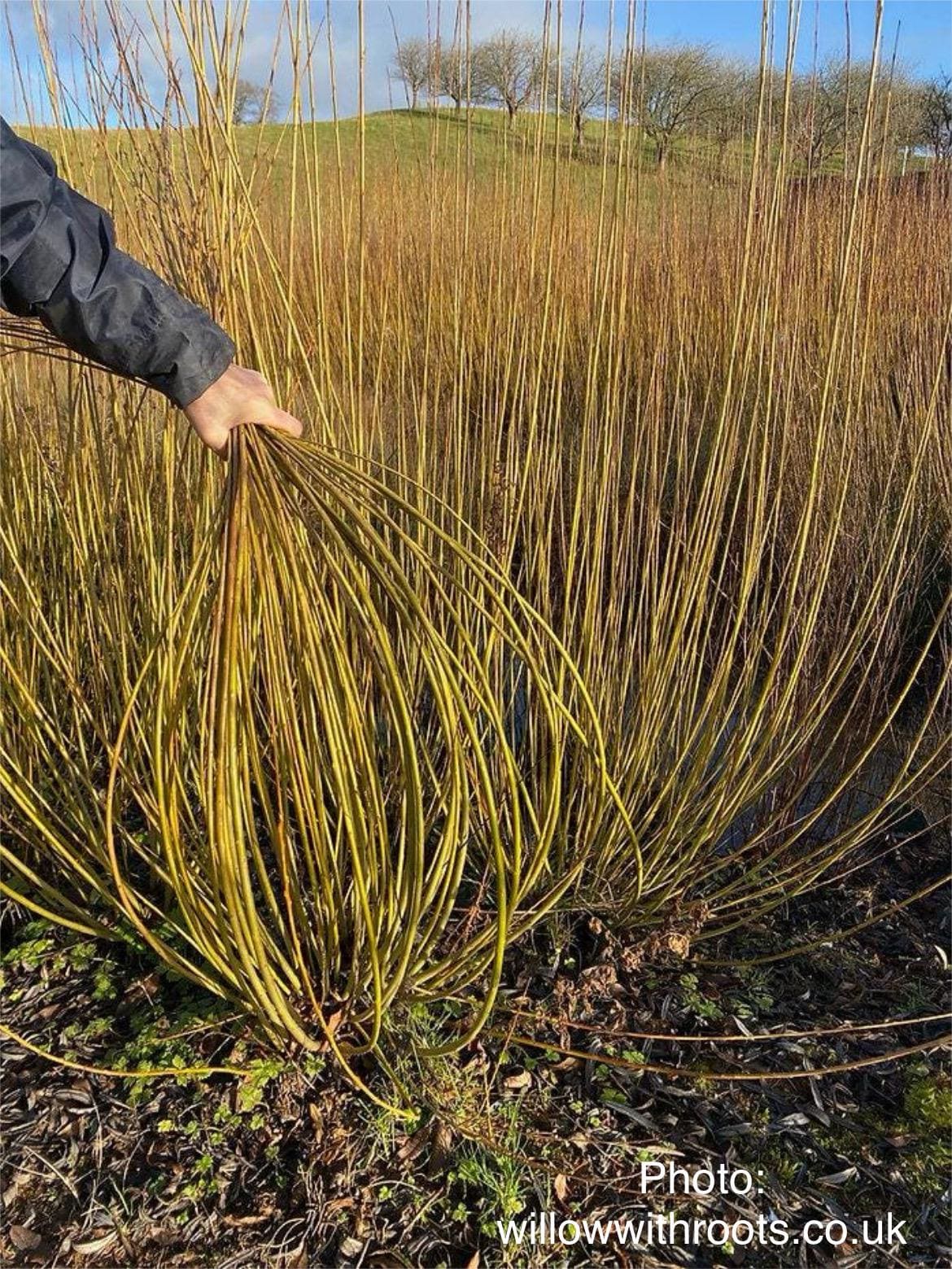 Salix purpurea 'Dicky Meadows' Basketry Willow Plant | Deer-Resistant & Hardy Shrub - 1 Gallon
