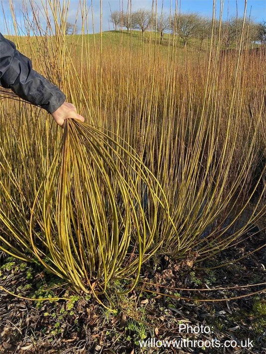 Salix purpurea 'Dicky Meadows' Basketry Willow Plant | Deer-Resistant & Hardy Shrub - 1 Gallon