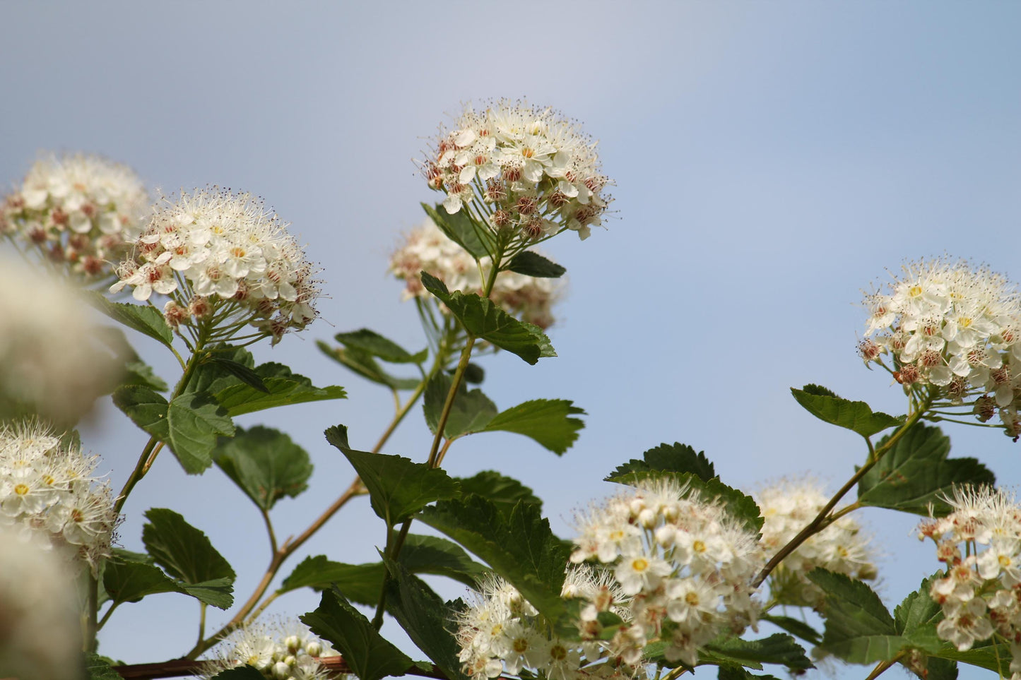 Common Ninebark Native Shrub Physocarpus opulifolius Cold Hardy Hedge Plant