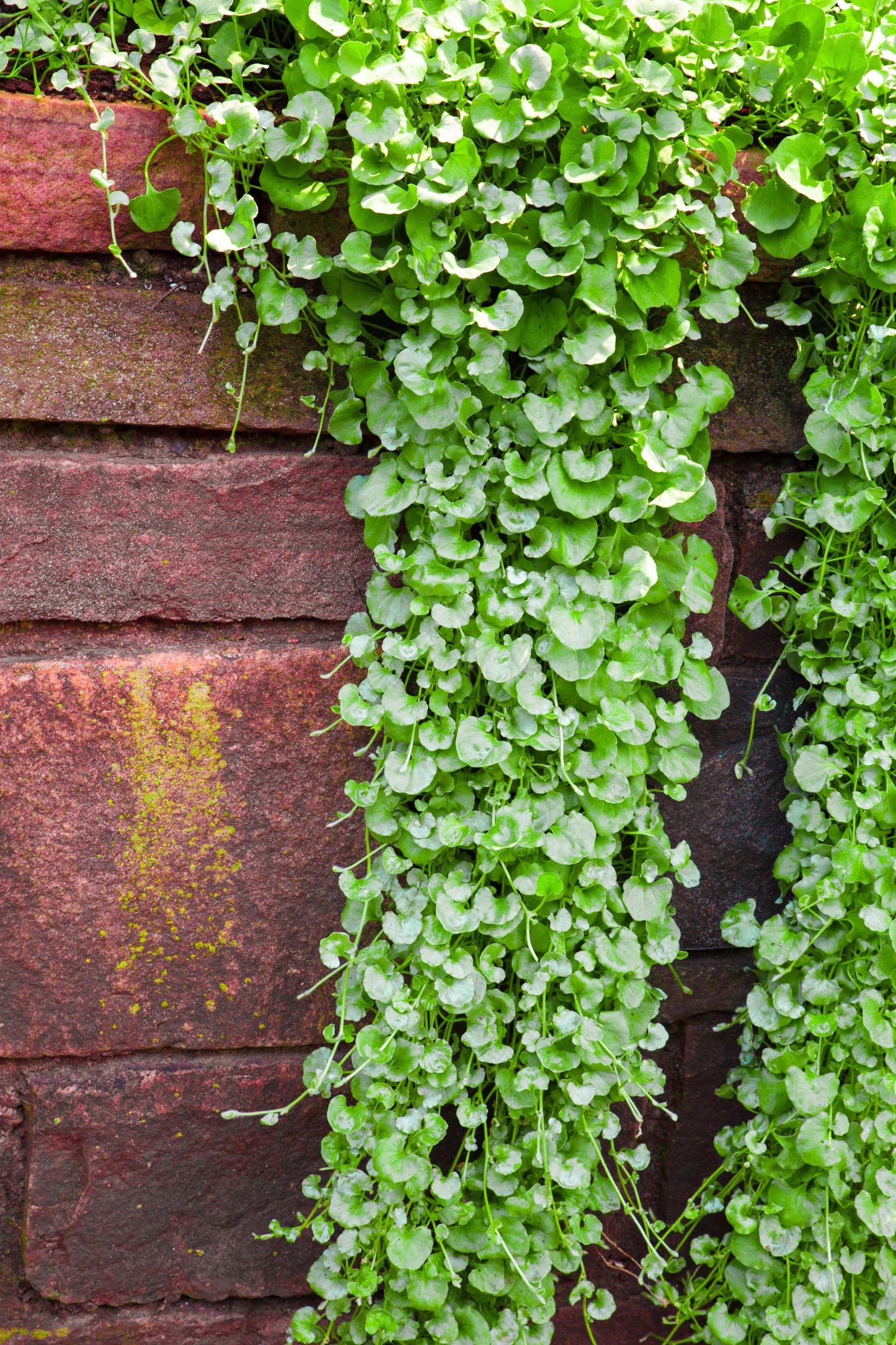 Emerald Falls Dichondra — 18-Cell Flat of Live Groundcover Plants | Trailing Container Foliage | BULK Bundles