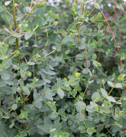 Small-Leaved Gum (Eucalyptus nicholii) | Aromatic Fine-Textured Foliage: PRE-ORDER for April 1 2026