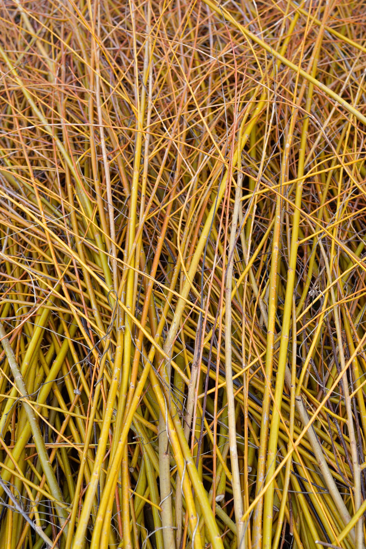 Flame Yellow Willow (Salix fragilis 'Vitellina') | Basketry Plant & Living Fence