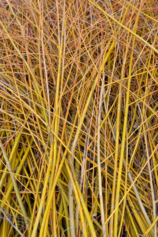 Flame Yellow Willow (Salix fragilis 'Vitellina') | Basketry Plant & Living Fence