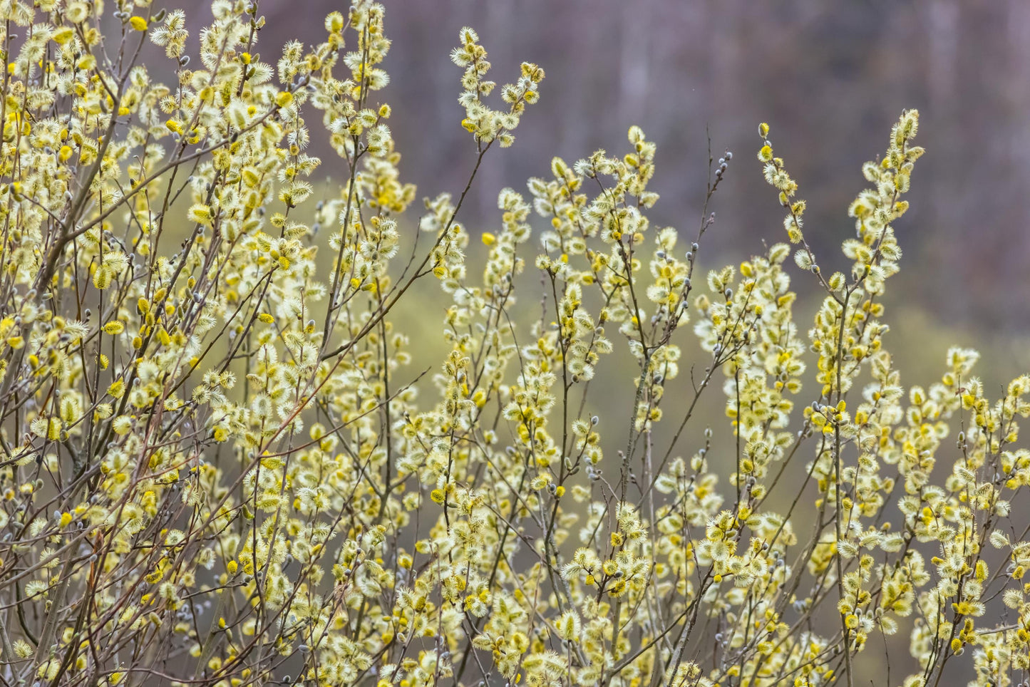 Pussy Willow 'Showtime' — Live Rooted Plant, High-Yield Catkins, 1 Gallon