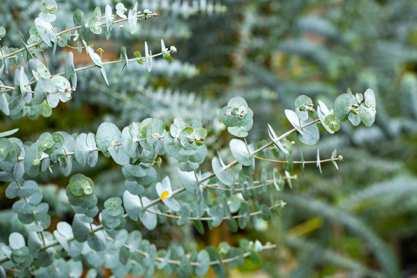 Baby Blue Eucalyptus (Eucalyptus pulverulenta) | Silvery-Blue Aromatic Foliage: PRE-ORDER for APRIL 1 2026