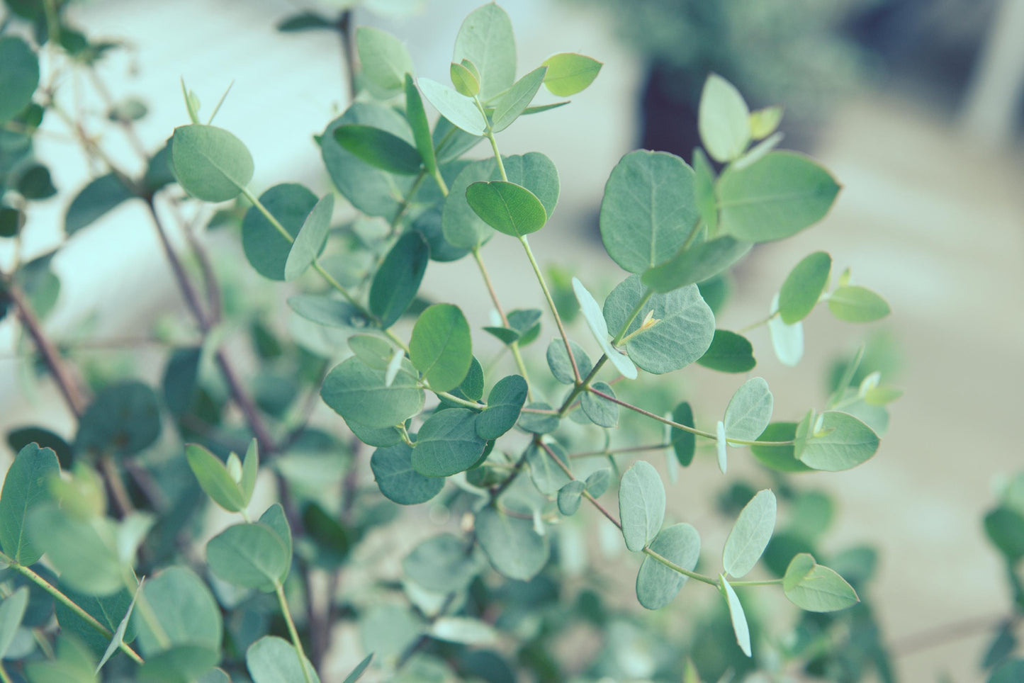 Silver Dollar Eucalyptus (Eucalyptus cinerea) | Silvery Round Leaves & Aromatic  PRE-ORDER for APRIL 1 2026