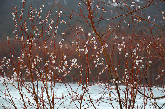 French Pussy Willow salix caprea Fully Established 1 Gallon and 2 Gallon Containers